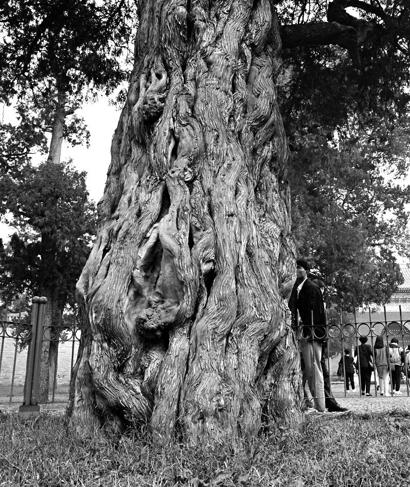 Five hundred year old cypress